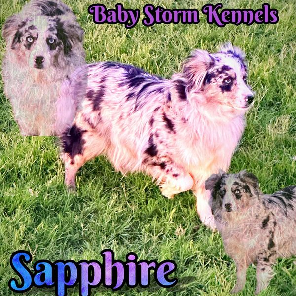 Blue merle Australian Shepherd named Sapphire in a grassy yard.