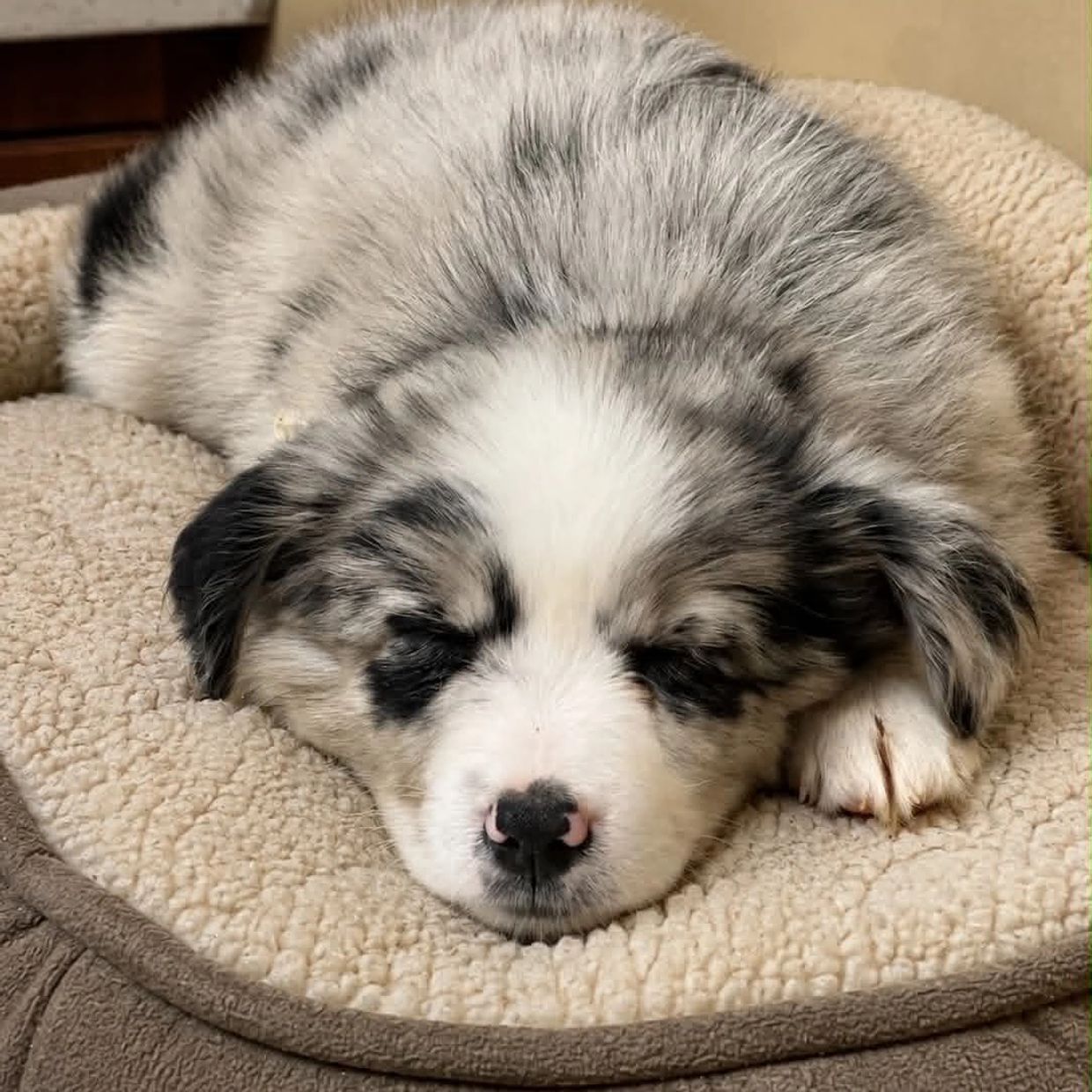 Sleeping fluffy puppy resting on a soft bed.