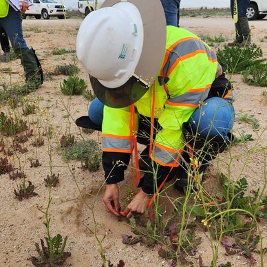 Trabajador inspecciona plantas en campo con equipo de seguridad.