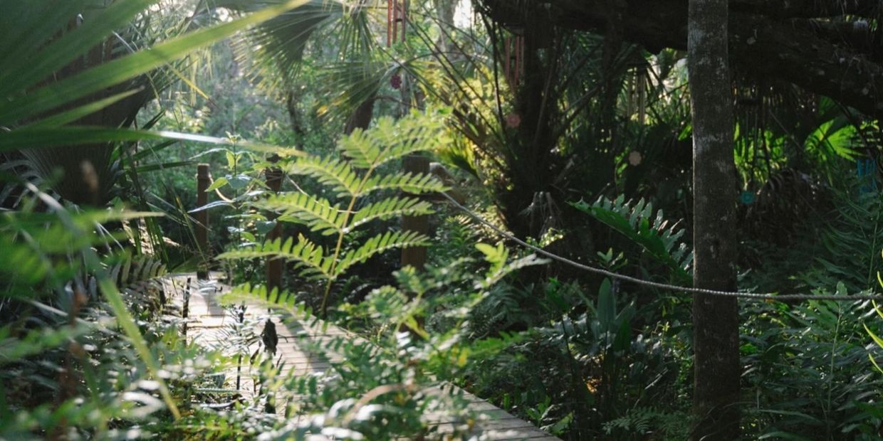 Sunlit wooden pathway through lush tropical greenery.