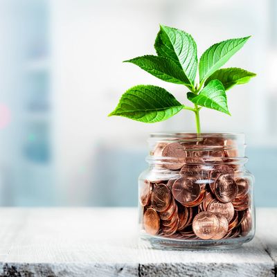Green plant growing out of jar of coins.