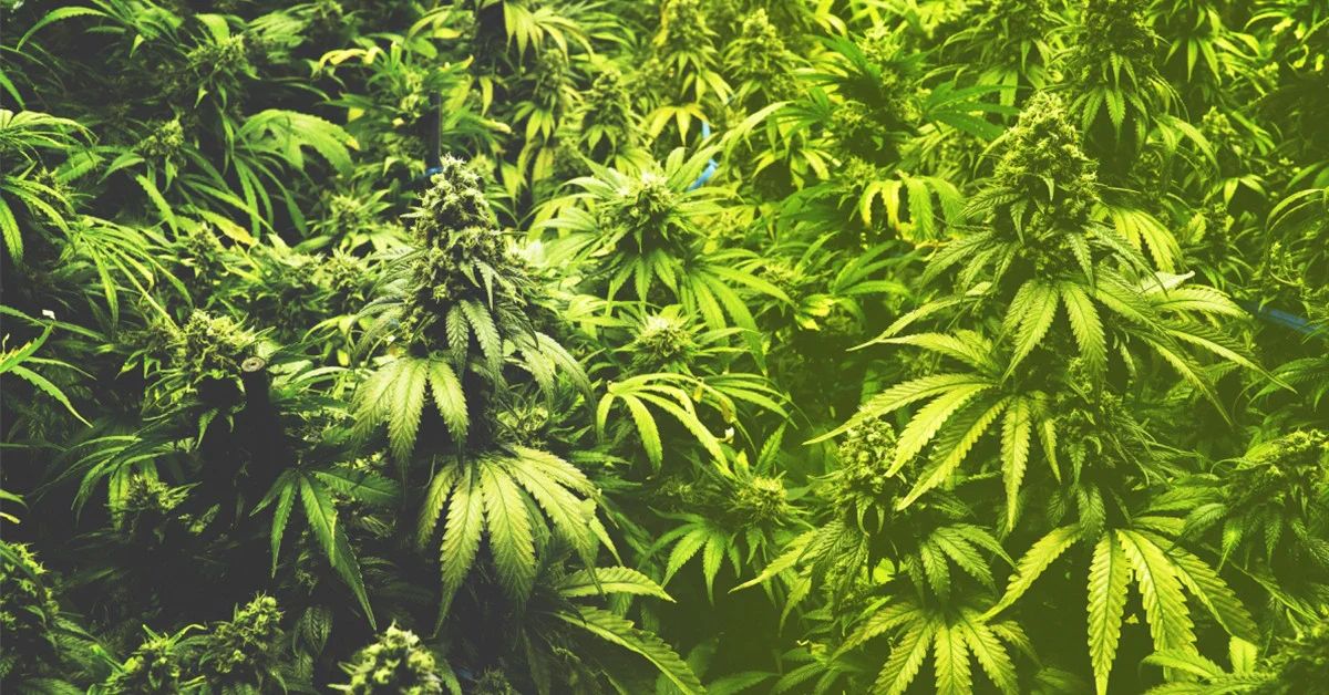 Hometown Cannabis storefront or retail location in Lexington, KY