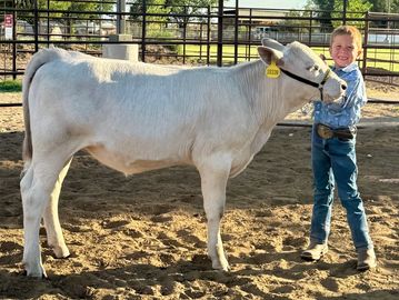 A boy stands happily with a white calf inside a fenced area.