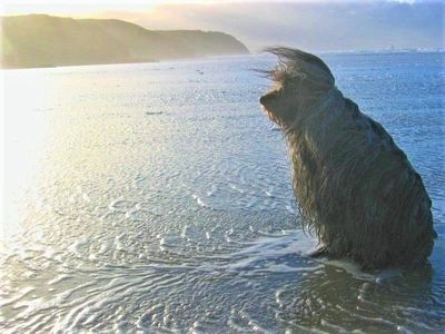 Happy dog at Perranporth beach