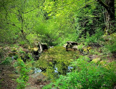 Teletherapy, therapy, Oregon