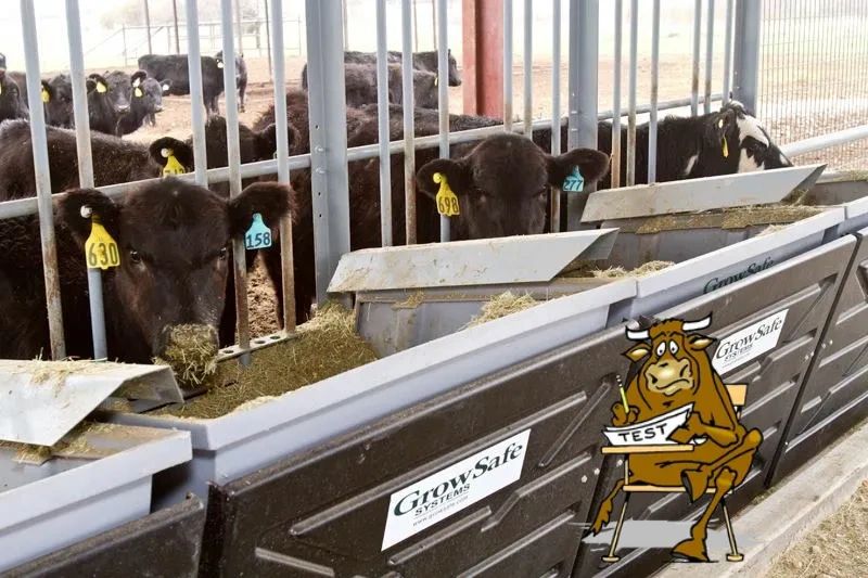 Green Springs Bull Test Bull Sale, Agricultural Service, Bull Test Green Springs Bull Test Bull Sale, Agricultural Service, Bull Test