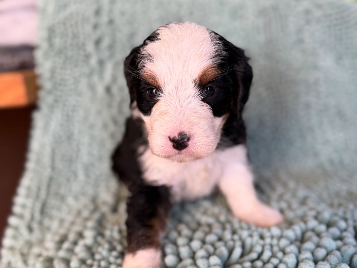Close-up of a tricolor puppy on a textured blanket.