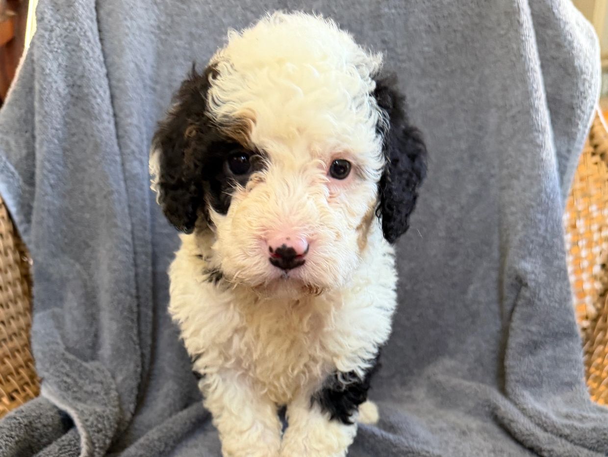 Curly black and white puppy with pink nose.