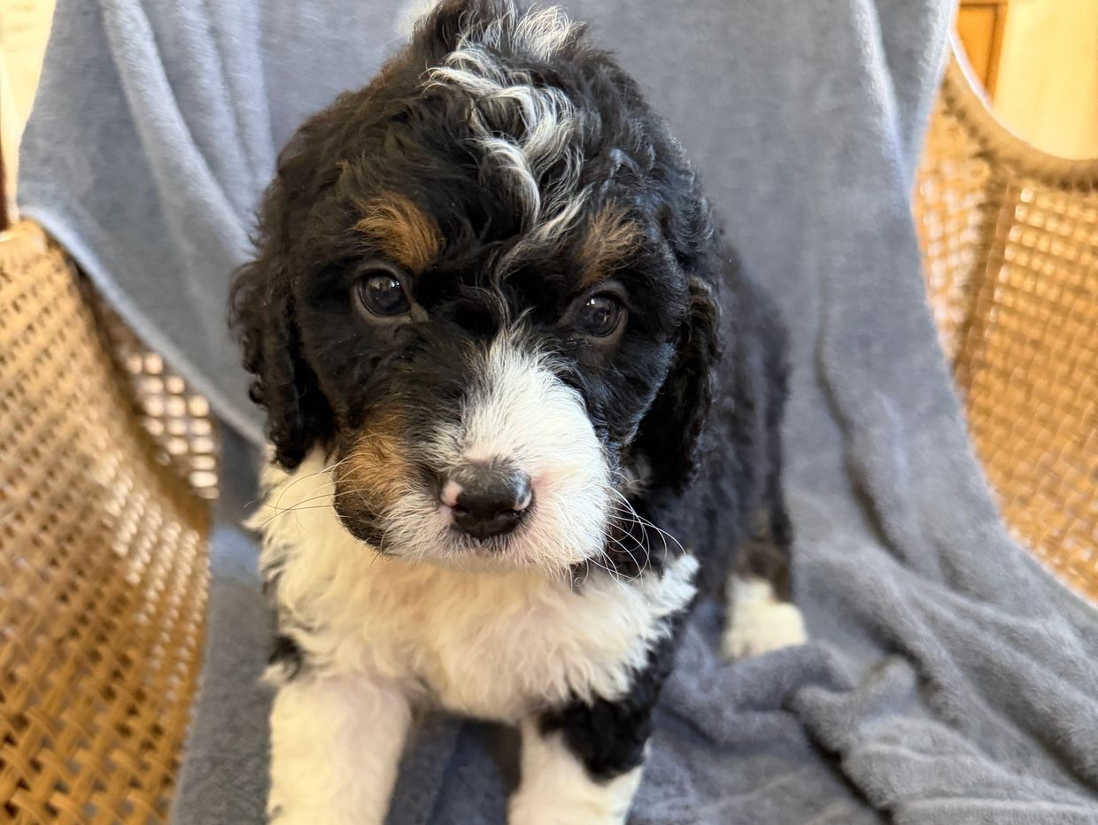 Close-up of a tricolor puppy with curly fur.