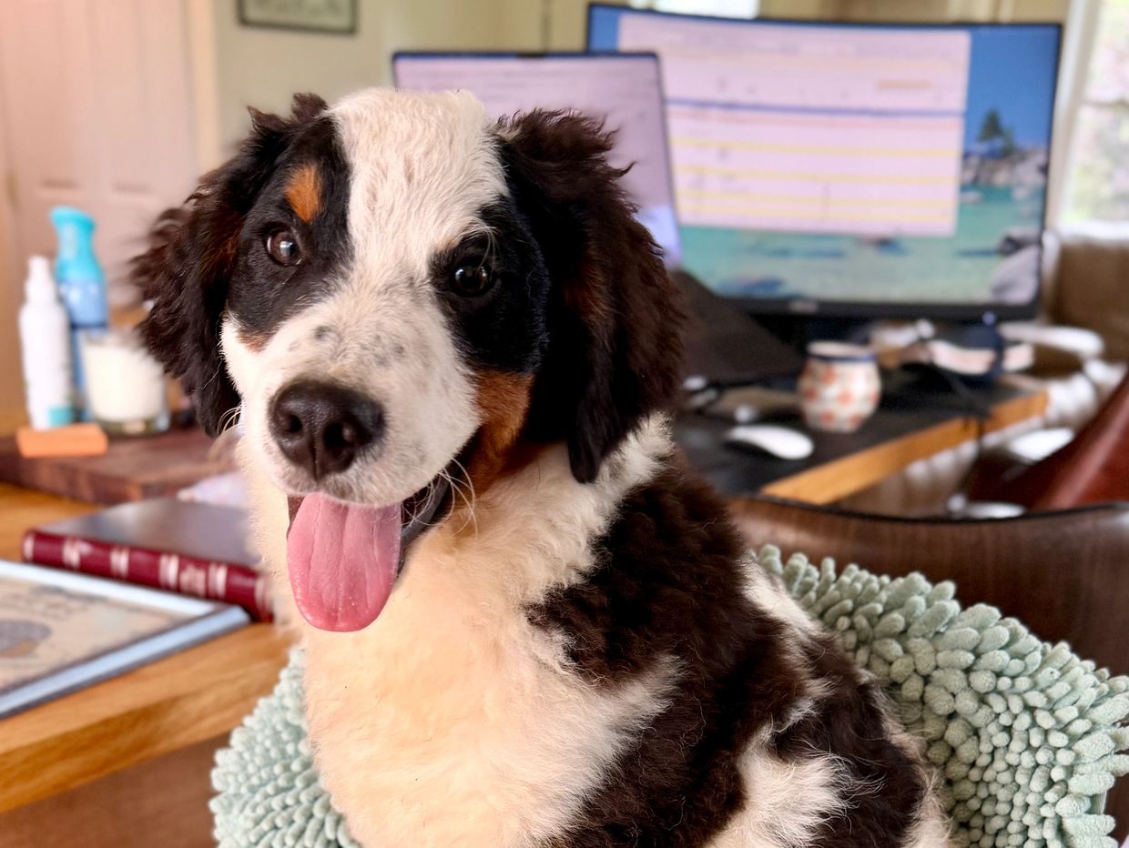 Happy puppy sitting on a chair.