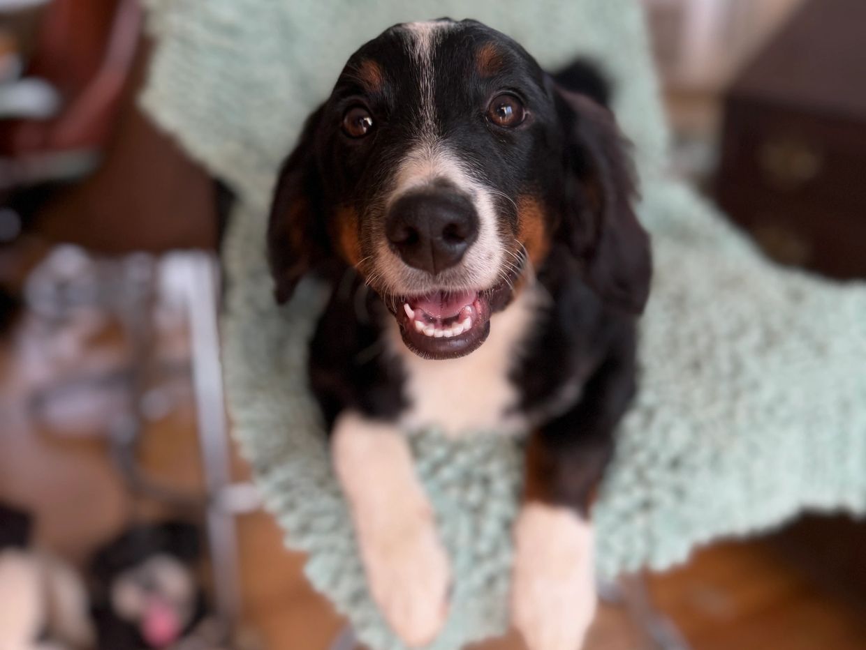 Happy dog looking up on a textured blanket.