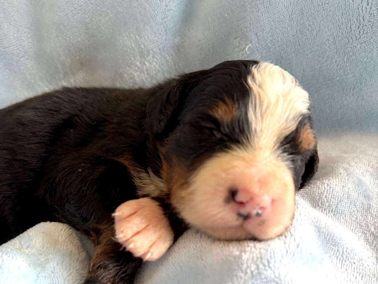 Sleeping newborn puppy on a soft blanket.
