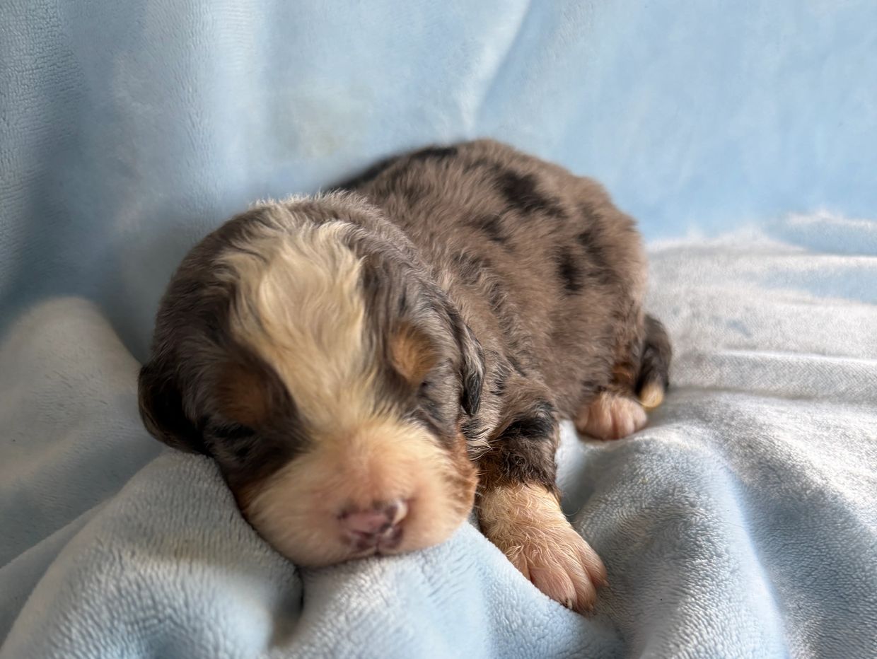 Sleeping newborn puppy on a light blue blanket.