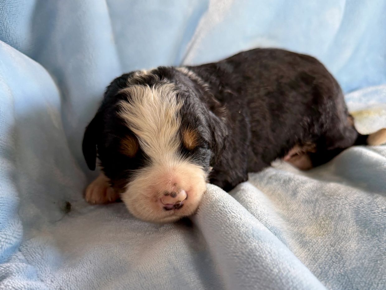 Newborn puppy sleeping on a blue blanket.