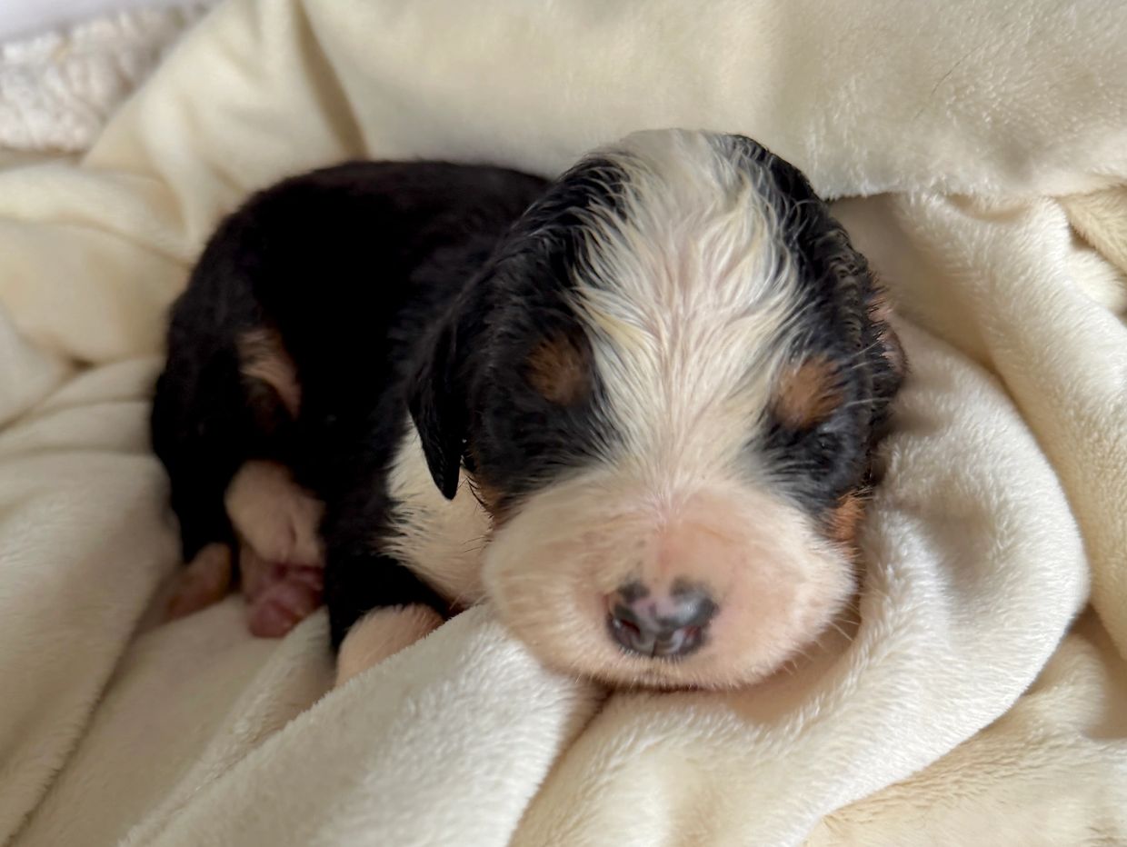 Newborn puppy resting on a soft cream blanket.