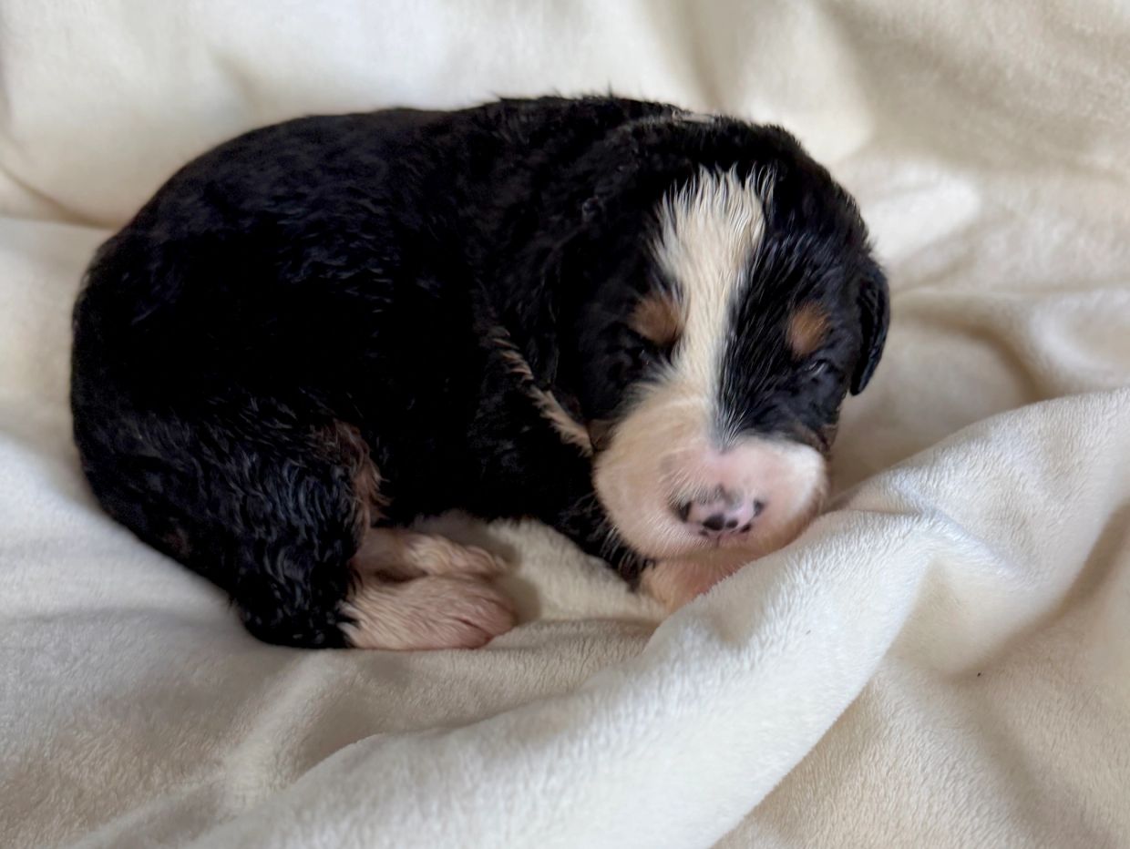 Sleeping newborn puppy on a white blanket.