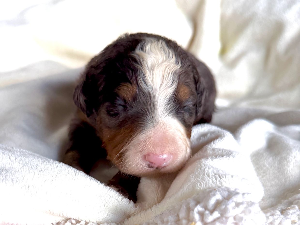 Sleeping newborn puppy on a white blanket.
