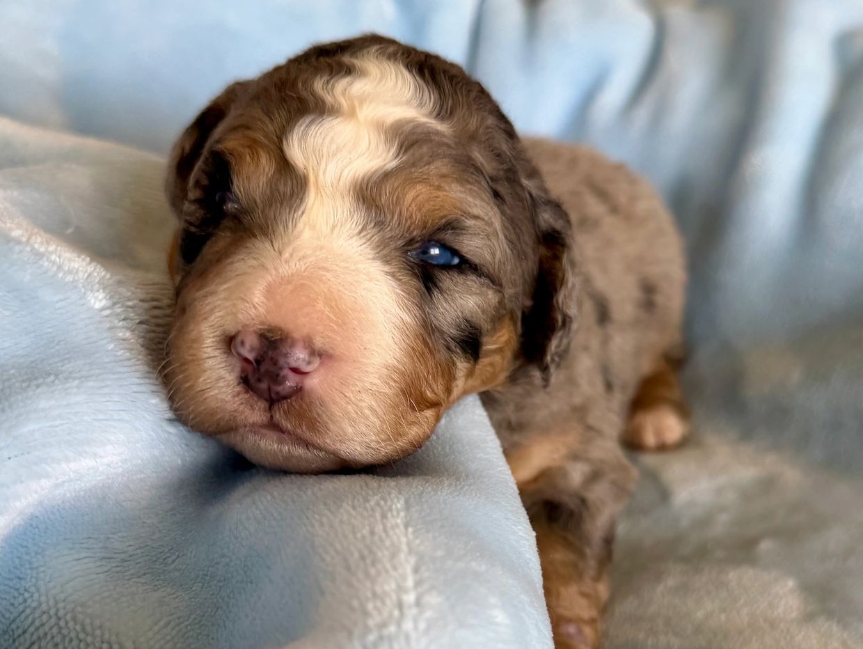 Close-up of a sleepy puppy resting on a blue blanket.