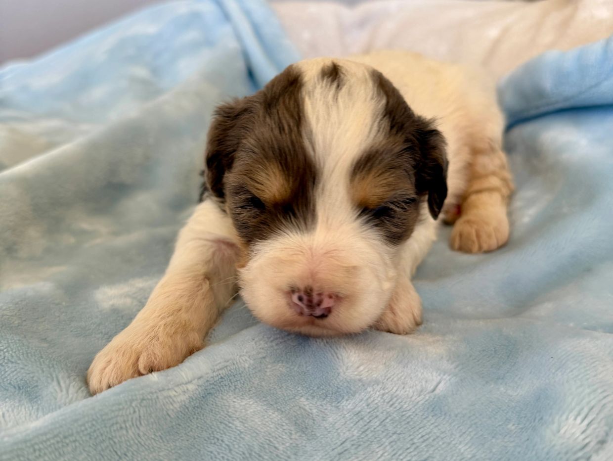 Sleeping puppy on a blue blanket.