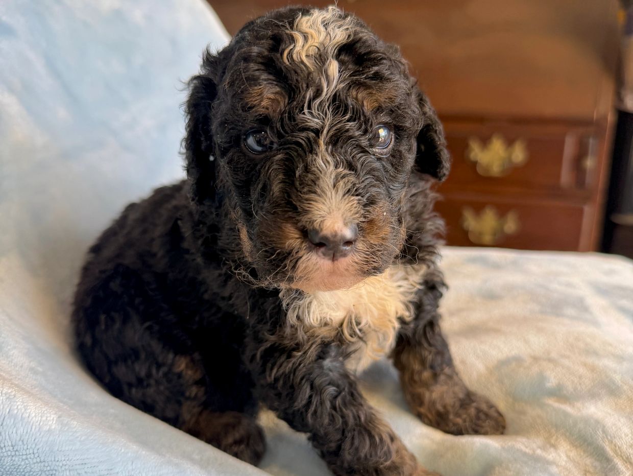 Close-up of a curly black and white puppy.
