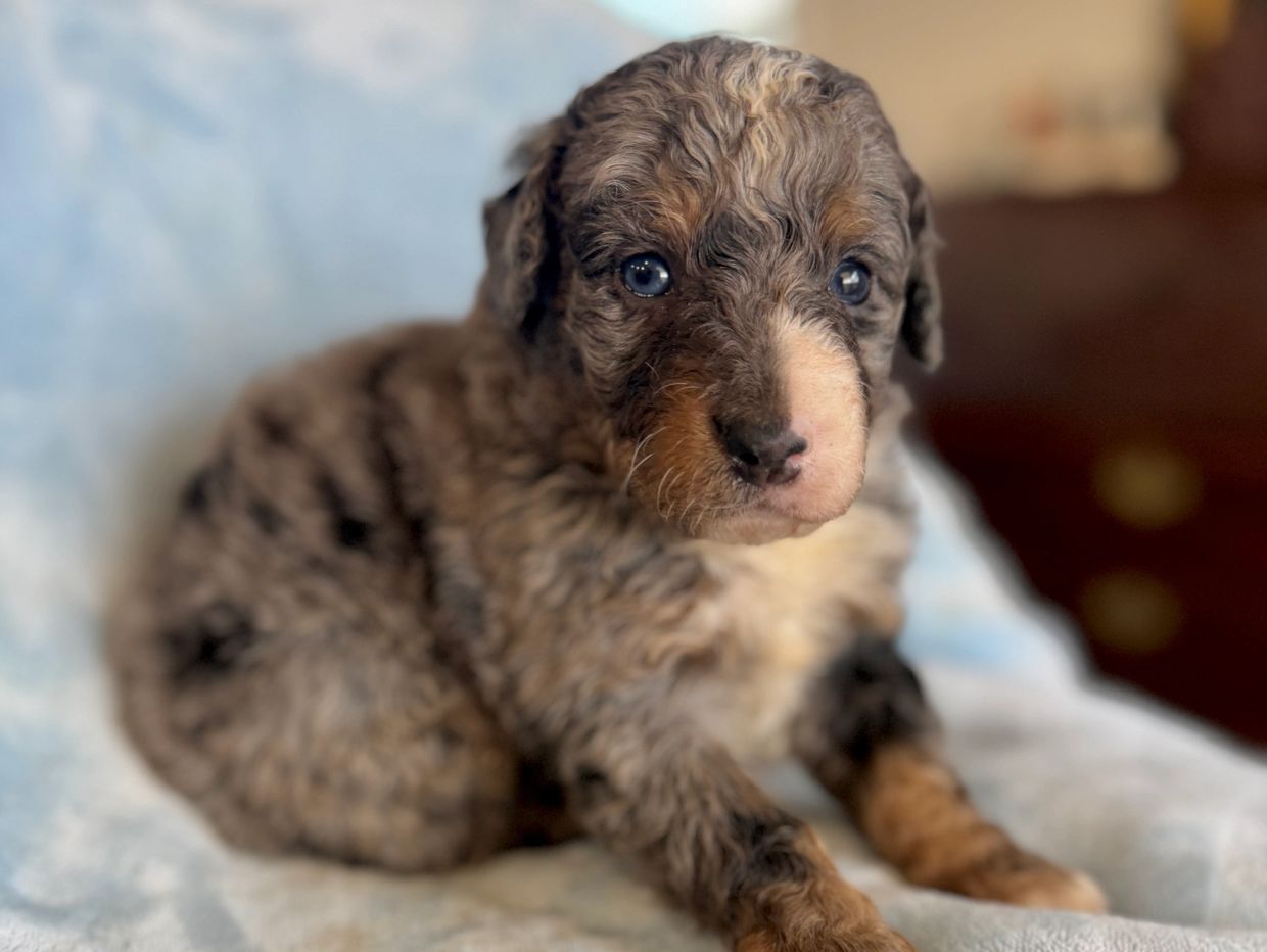 A close-up of an adorable curly-coated puppy.