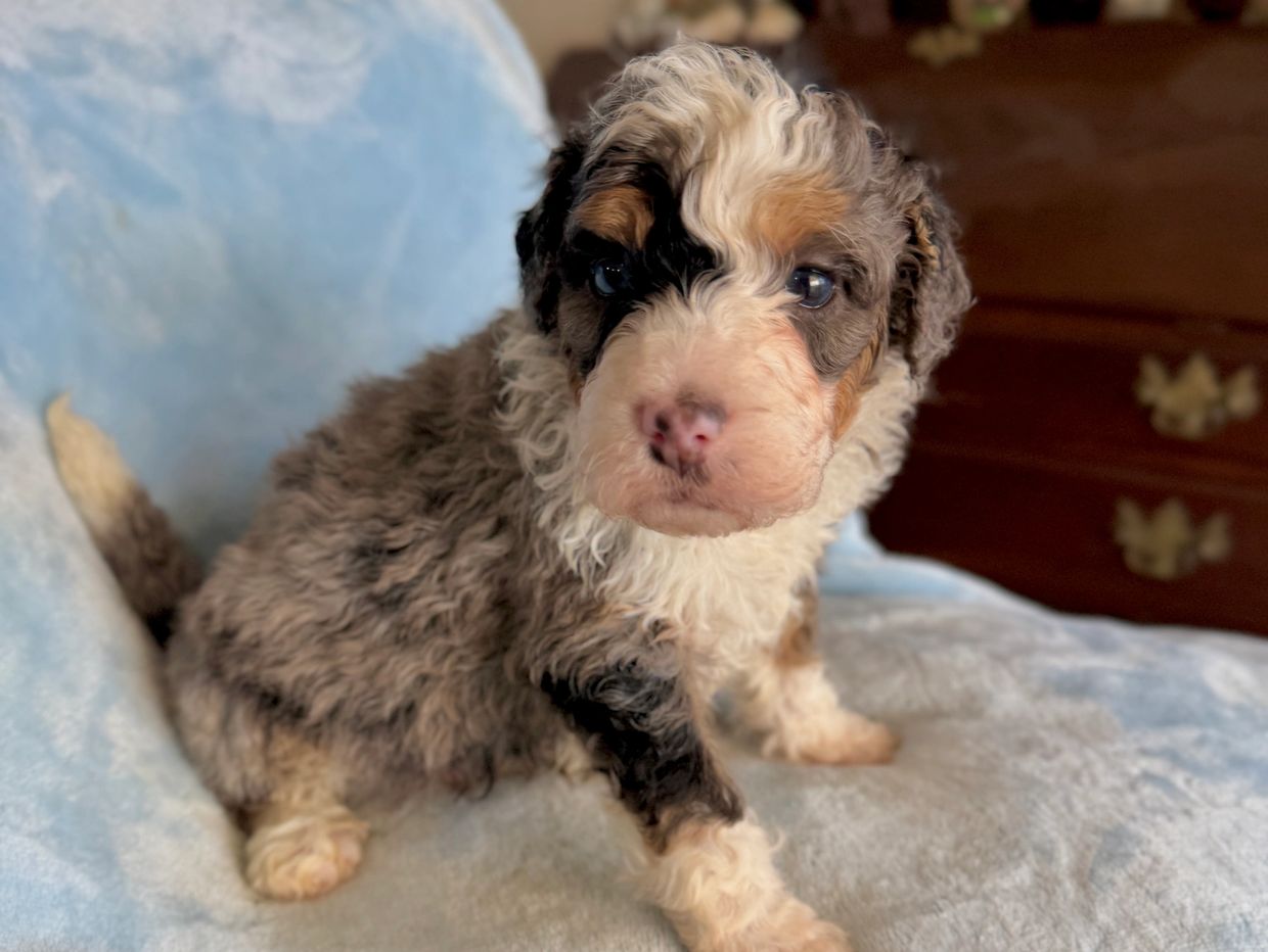 Curly-haired tricolor puppy sitting on a blue blanket.