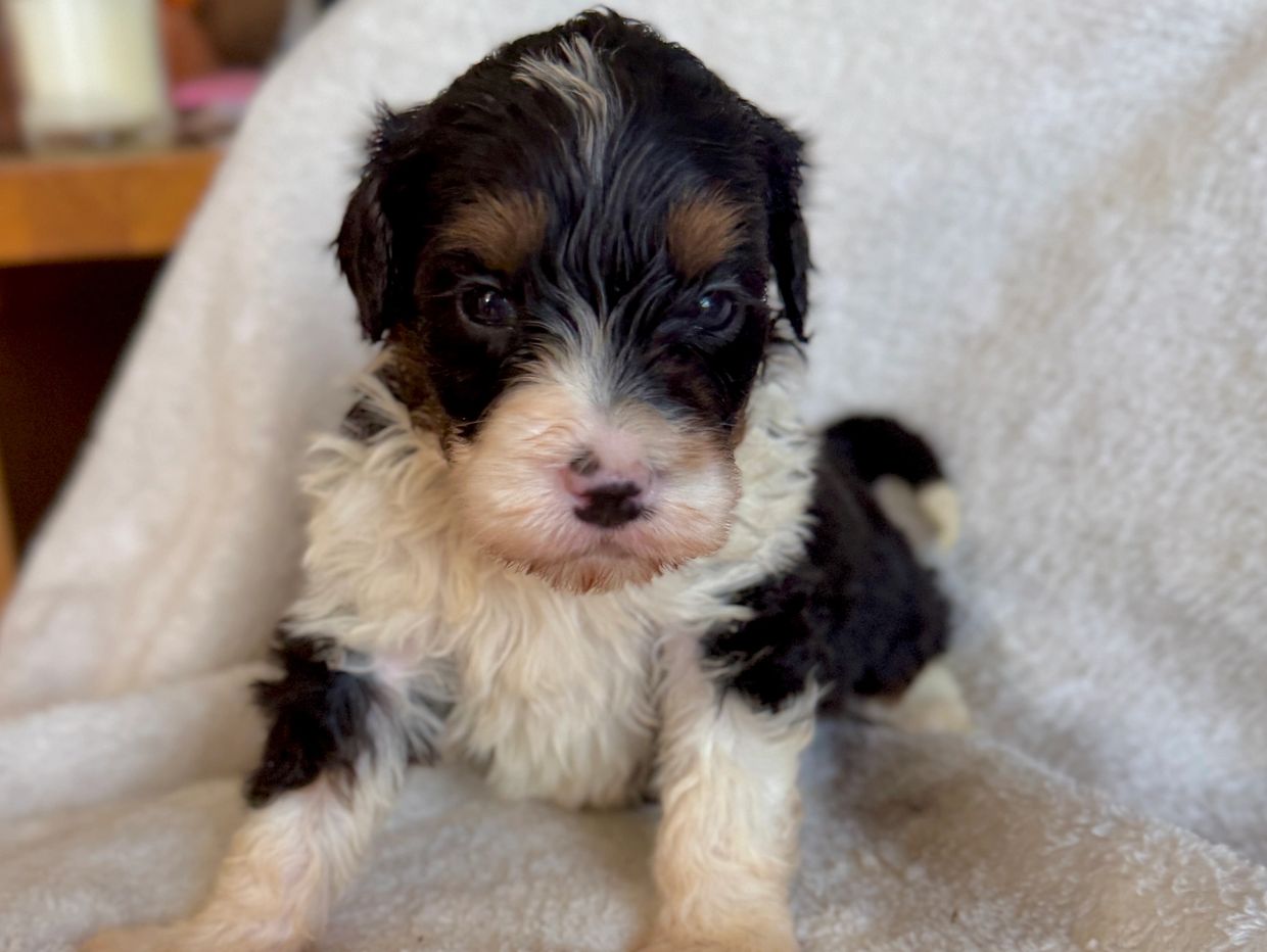 Fluffy black and white puppy lying on a soft blanket.