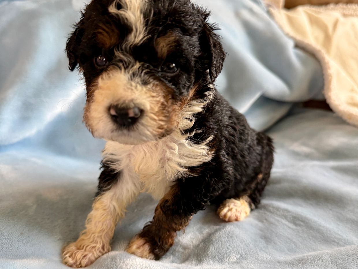 A small tricolor curly-haired puppy on a light blue blanket.