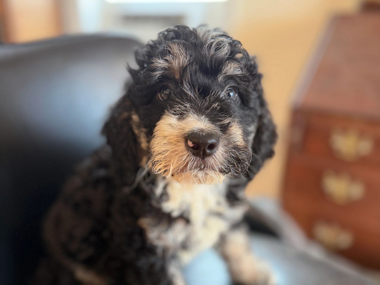 Close-up of a curly black and white puppy with soulful eyes.