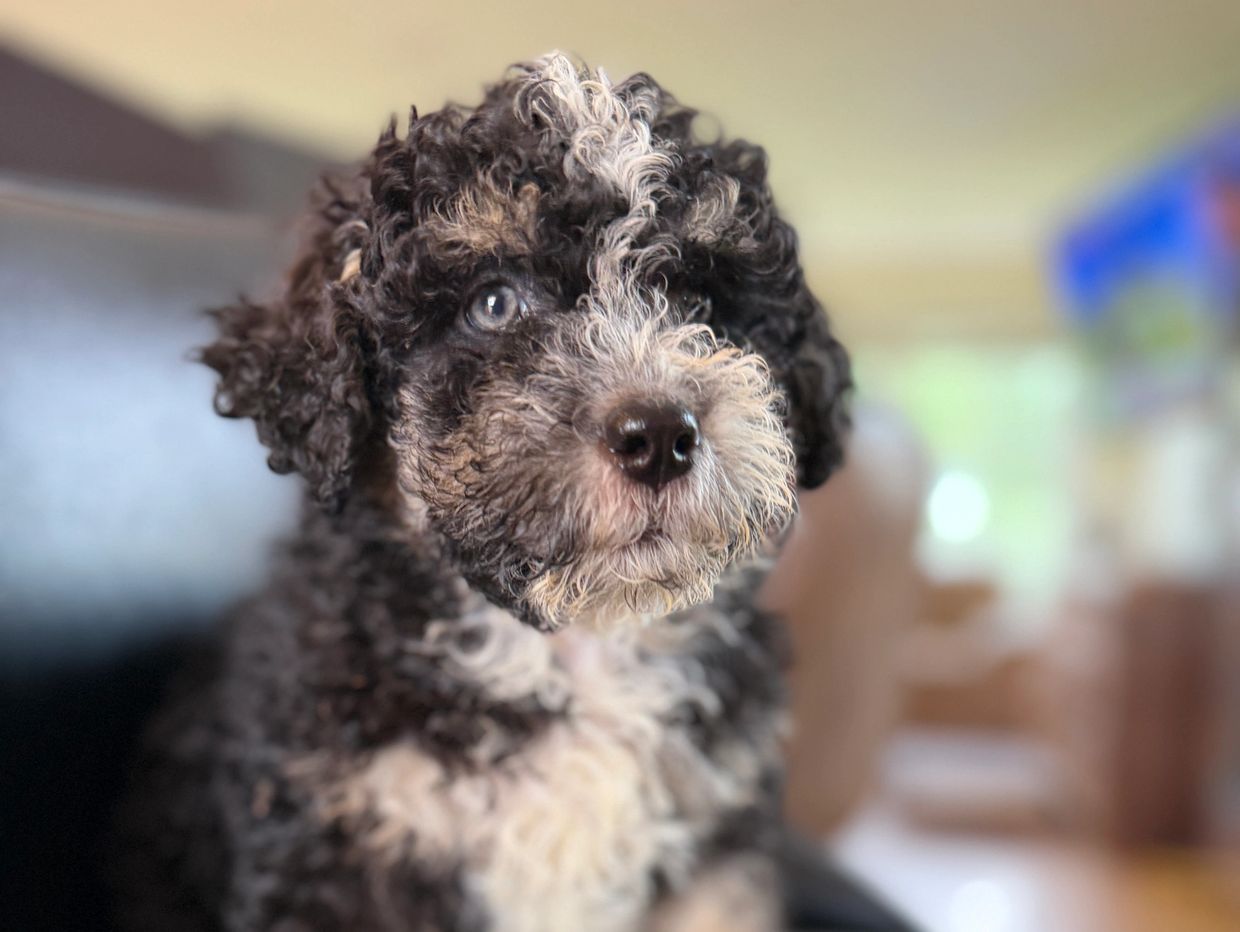 Curly black and white puppy with bright eyes sitting indoors.