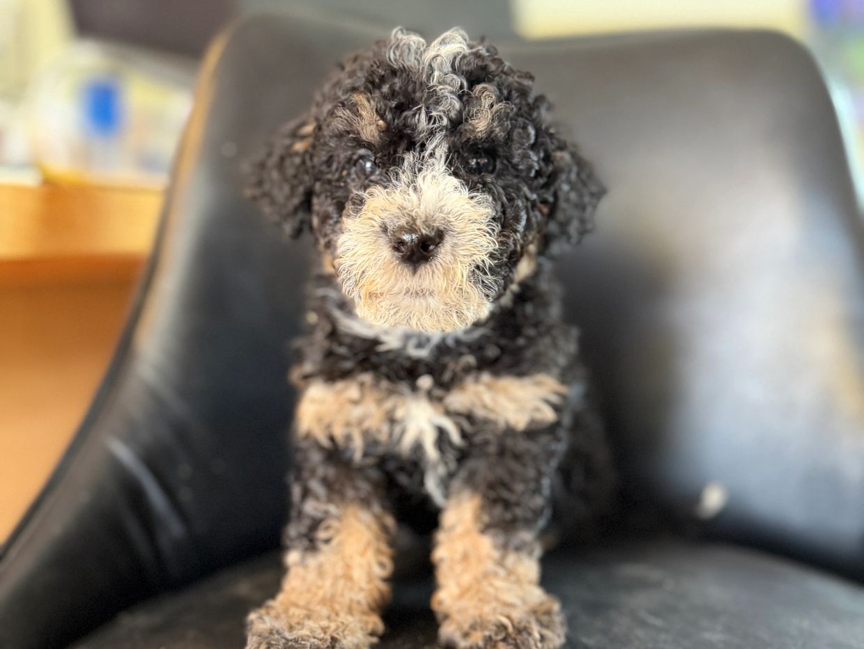 Curly black and tan puppy sitting on a black chair.