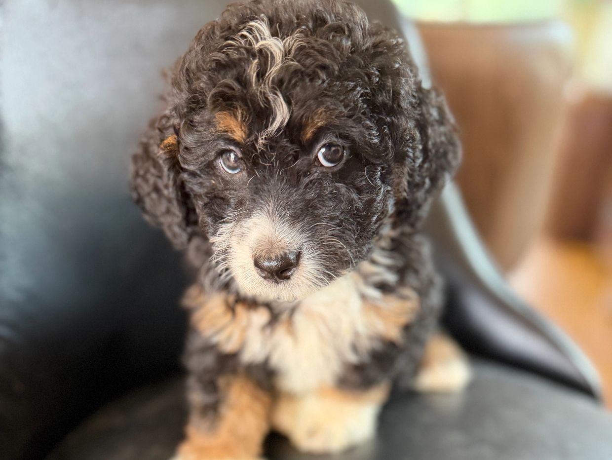 Curly black and tan puppy with soulful eyes sitting on a chair.
