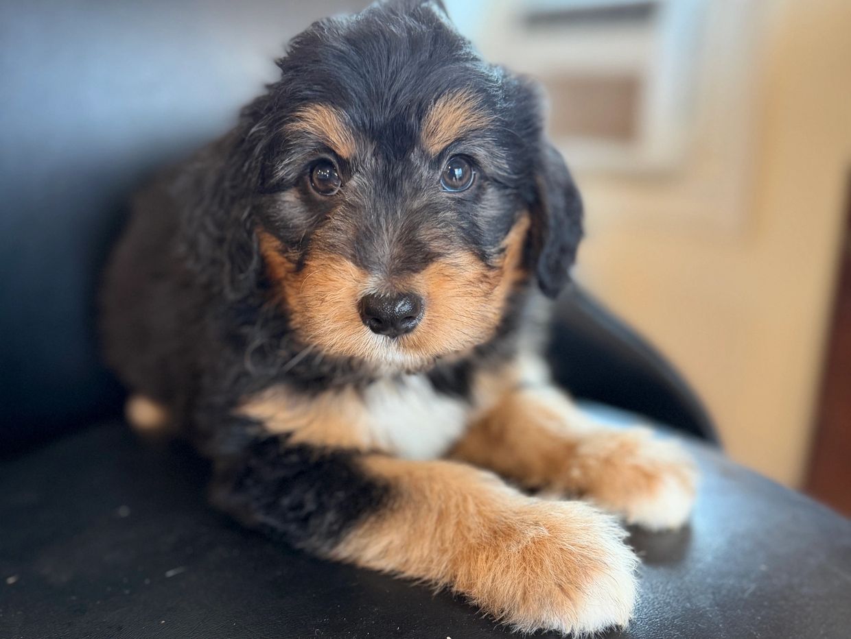Close-up of a fluffy black and tan puppy lying down and looking at the camera.