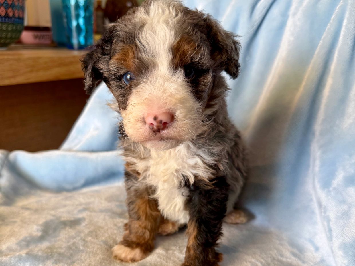 A fluffy tricolor puppy sitting on a light blue blanket.