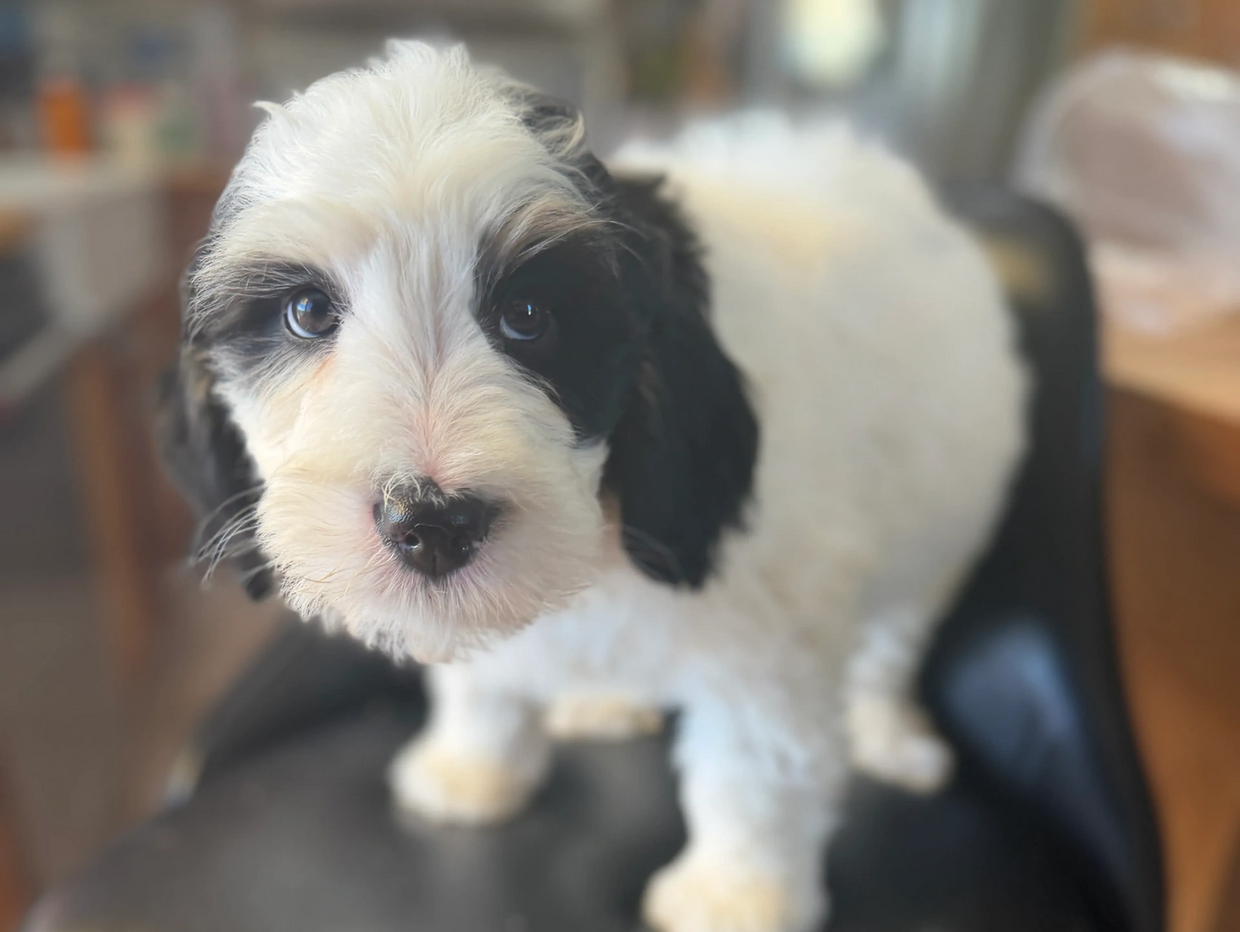 Fluffy black and white puppy looking curiously at the camera.