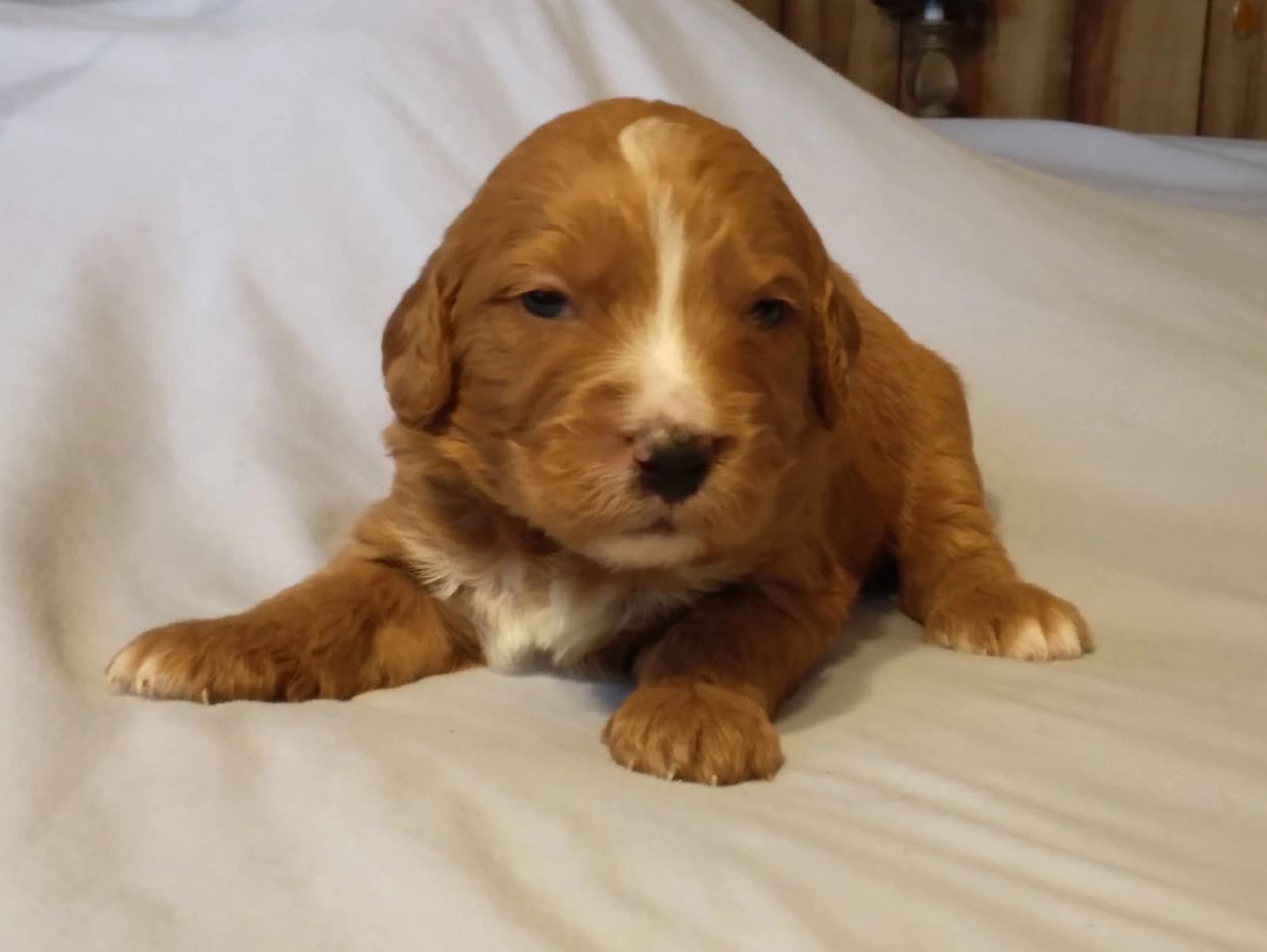 Adorable brown and white puppy lying on a bed.