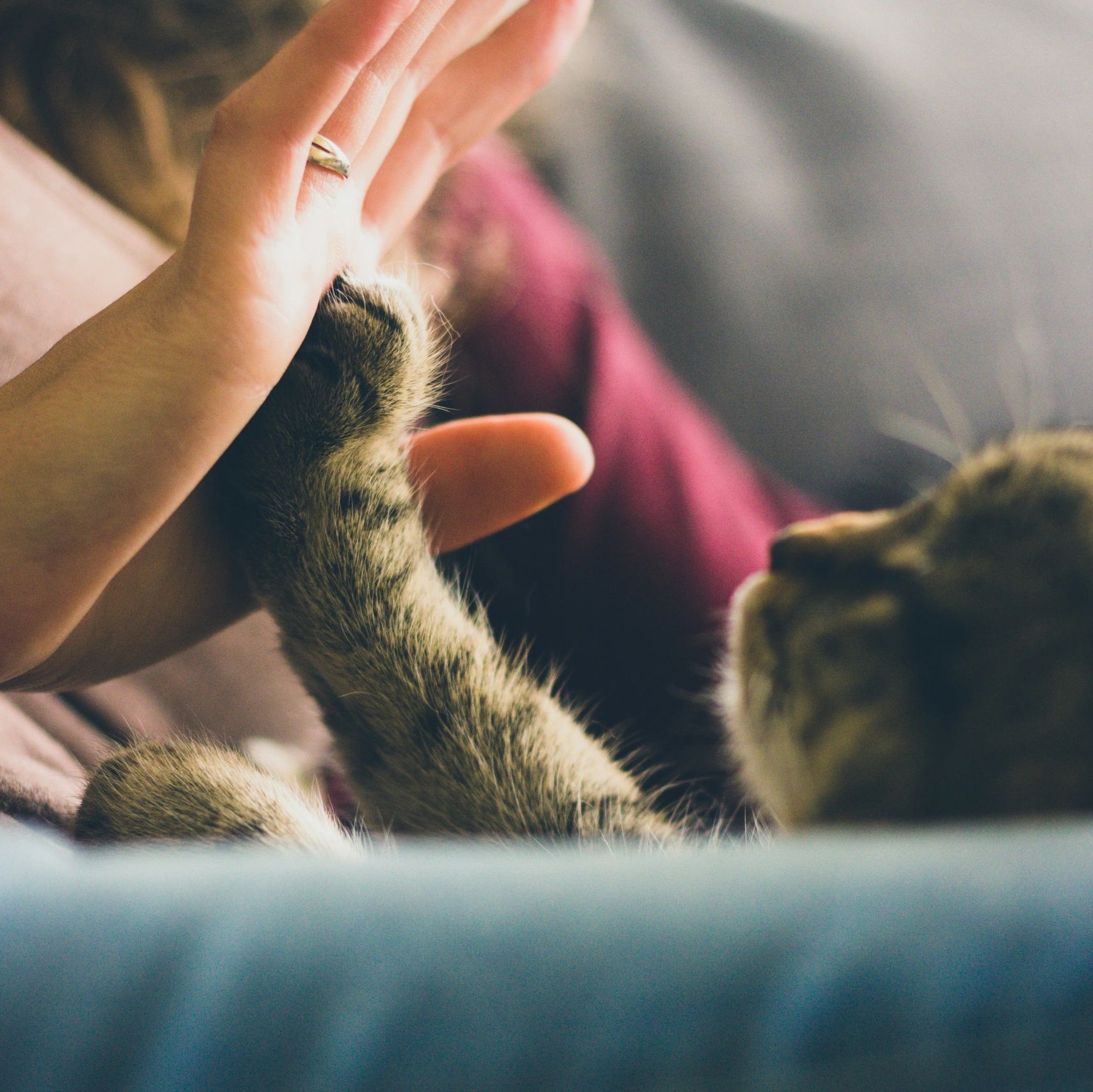 A cat gazing up at a human and high fiving their hand.