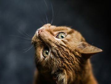 A ginger cat looking up at the camera expectantly.