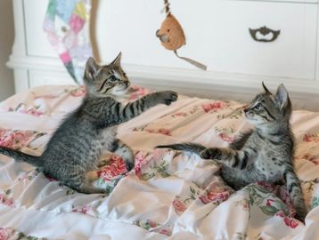 Two grey tabby kittens playing with a toy.