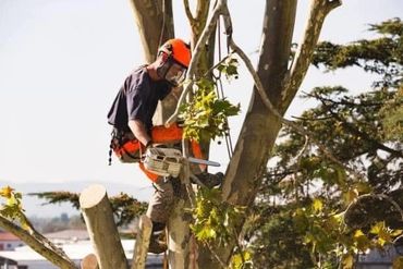 tree service 
tree trimming
tree removal
limb trim
bush 
stump grinding
land clearing
FEMA
arborist
