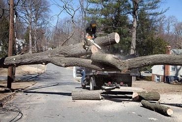 Tree Services
Tree Pruning
Tree Trimming
Stump grinding
Tree removal
Land Clearing