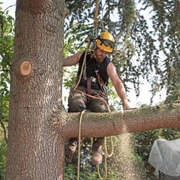 #treeservice #arborist #treework #treeremoval #landclearing #stumpremove #treesurgeon #trees 