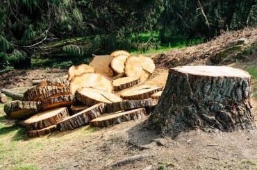 #treeservice #arborist #treework #treerem
limb trim
bush 
stump grinding
land clearing
FEMA
arborist