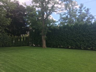 A well-maintained green lawn with tall trees and a hedge in the background.