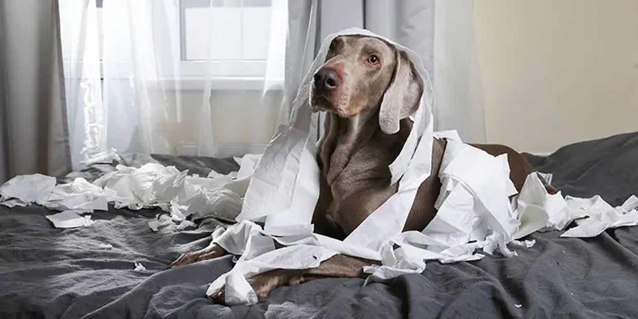Dog sitting on a bed surrounded by reams of loo roll