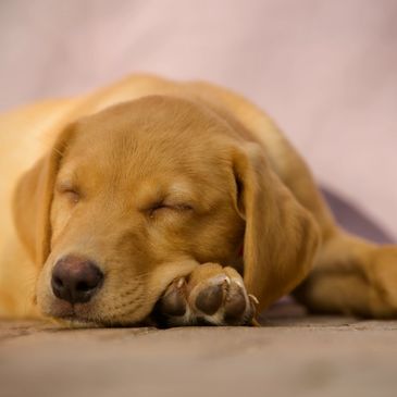 Sleeping labrador puppy