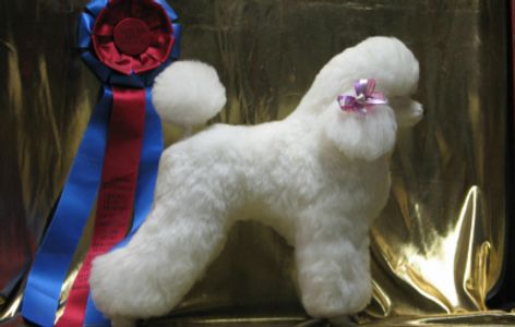 Groomed Poodle