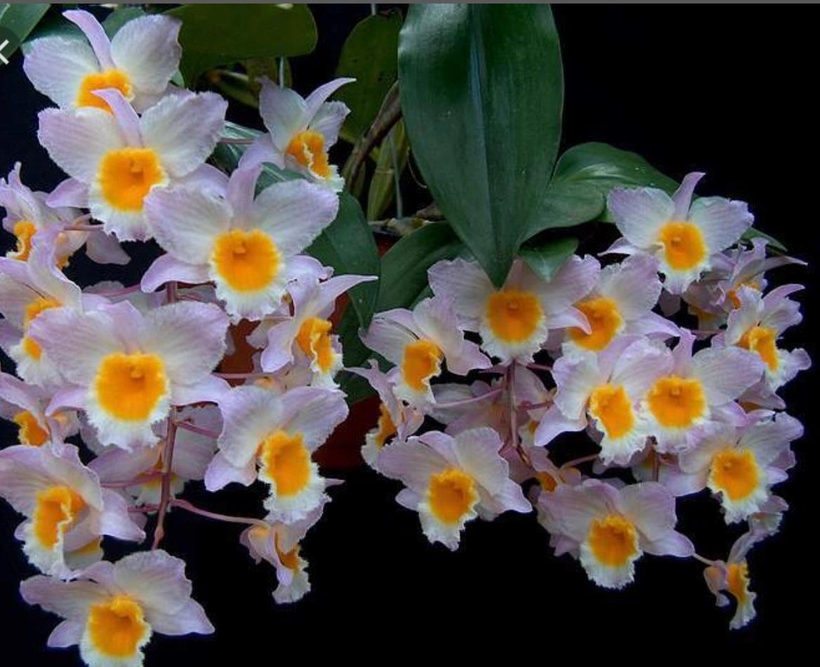 Asian Orchid source - Orchid Plants, Exotic Flowers