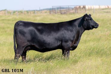 Black cow standing in a grassy field.