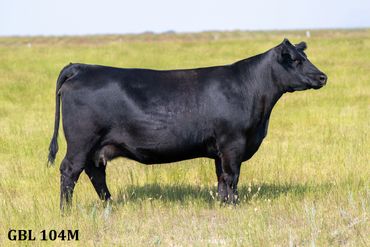 Black cow standing in a grassy field.